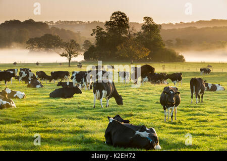 Vaches dans un champ à l'aube, Milborne Port, Somerset, England, UK, octobre 2014. Banque D'Images