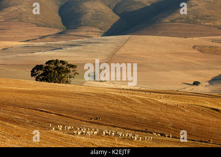 Terres agricoles vallonnées dans la région d'Overberg près de Villiersdorp, Western Cap, Afrique du Sud, décembre 2014. Banque D'Images