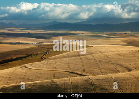 Terres agricoles vallonnées dans la région d'Overberg près de Villiersdorp, Western Cape, Afrique du Sud. Décembre 2014. Banque D'Images