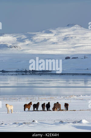 Chevaux Islandais dans la neige sur une ferme sur Alftafjordur, péninsule Snaefellsness, Islande, février 2016. Banque D'Images