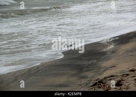 Une mouette et un surf. La mer d'Azov. L'Ukraine, Zaporizhzhia. Banque D'Images