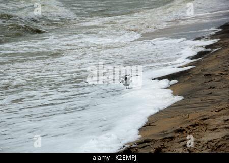 Une mouette et un surf. La mer d'Azov. L'Ukraine, Zaporizhzhia. Banque D'Images