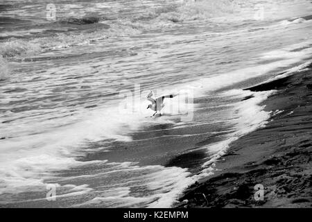 Une mouette et un surf. La mer d'Azov. L'Ukraine, Zaporizhzhia. Banque D'Images