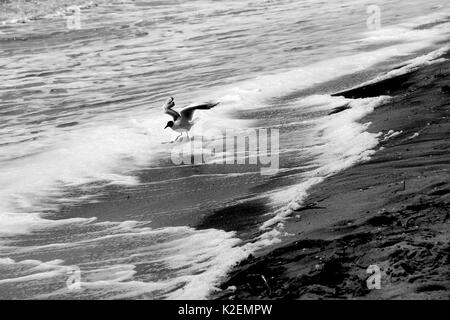 Une mouette et un surf. La mer d'Azov. L'Ukraine, Zaporizhzhia. Banque D'Images