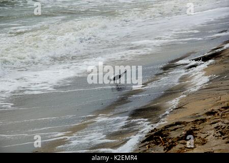 Une mouette et un surf. La mer d'Azov. L'Ukraine, Zaporizhzhia. Banque D'Images