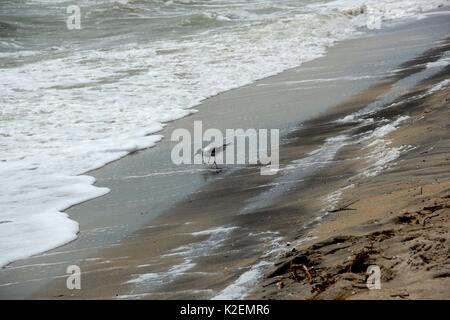 Une mouette et un surf. La mer d'Azov. L'Ukraine, Zaporizhzhia. Banque D'Images