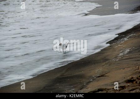 Une mouette et un surf. La mer d'Azov. L'Ukraine, Zaporizhzhia. Banque D'Images