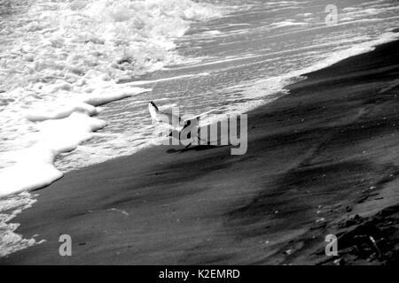 Une mouette et un surf. La mer d'Azov. L'Ukraine, Zaporizhzhia. Banque D'Images