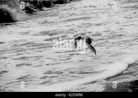 Une mouette et un surf. La mer d'Azov. L'Ukraine, Zaporizhzhia. Banque D'Images