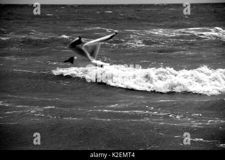 Une mouette et un surf. La mer d'Azov. L'Ukraine, Zaporizhzhia. Banque D'Images