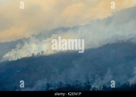 Incendie dans le Parc National de Tangkoko avec les oiseaux au loin. Le feu a duré deux semaines, jusqu'à ce qu'il a été éteint par une tempête de la mer. Sulawesi, Indonésie, octobre 2015. Banque D'Images