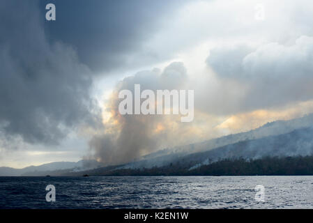 Incendie dans le Parc National de Tangkoko. Le feu a duré deux semaines, jusqu'à ce qu'il a été éteint par une tempête de la mer. Sulawesi, Indonésie, octobre 2015. Banque D'Images