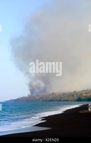 Incendie dans le Parc National de Tangkoko. Le feu a duré deux semaines, jusqu'à ce qu'il a été éteint par une tempête de la mer. Sulawesi, Indonésie, octobre 2015. Banque D'Images