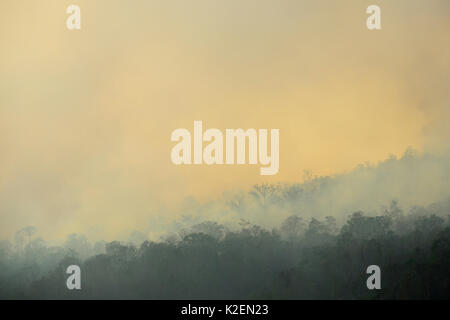 Incendie dans le Parc National de Tangkoko. Le feu a duré deux semaines, jusqu'à ce qu'il a été éteint par une tempête de la mer. Sulawesi, Indonésie, octobre 2015. Banque D'Images