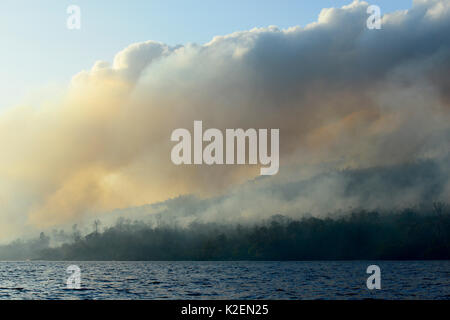 Incendie dans le Parc National de Tangkoko. Le feu a duré deux semaines, jusqu'à ce qu'il a été éteint par une tempête de la mer. Sulawesi, Indonésie, octobre 2015. Banque D'Images