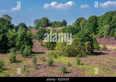 La bruyère (Calluna vulgaris) en fleurs sur le Mechelse Heide, des Landes dans le Parc national Hoge Kempen, Limbourg, Belgique, Août Banque D'Images