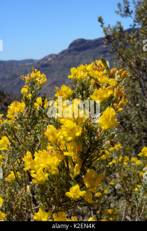 Gran Canaria broom (Teline microphylla) floraison des buissons dans une réserve de biosphère de l'UNESCO, près de Tejeda. Réserve de biosphère de l'UNESCO Gran Canaria, Gran Canaria, Îles Canaries. De juin. Banque D'Images