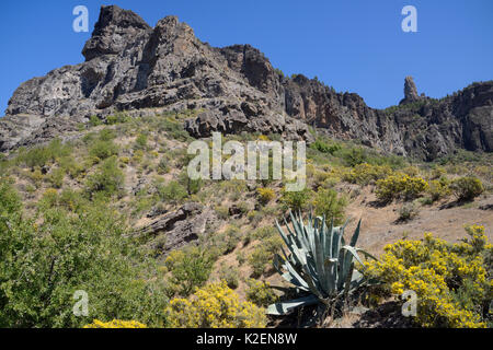 Gran Canaria broom (Teline microphylla) arbustes et plantes à fleurs d'un siècle (Agave americana) ci-dessous, Roque Nublo un monolithe basaltique volcanique. Réserve de biosphère de l'UNESCO Gran Canaria, Gran Canaria. Îles Canaries., mai 2016. Banque D'Images