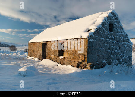 Paysage rural abandonné croft recouverte de neige sous le soleil d'hivers jour, Rogart, Sutherland, Highlands, Scotland, UK Banque D'Images