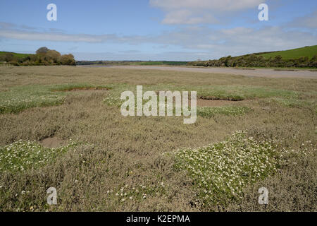 Le scorbut-grass anglais / Long-leaved scorbut grass (Cochlearia anglica) floraison sur saltmarsh à côté d'un ruisseau de marée, Camel estuary, Wadebridge, Cornwall, UK, avril. Banque D'Images