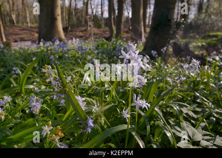 Tapis de bain turc (Squill Scilla bithynica) une espèce envahissante de l'Europe de l'Est et la Turquie naturalisé dans le Royaume-Uni, baignoire, baignoire et au nord-est du Somerset, Royaume-Uni, avril. Banque D'Images