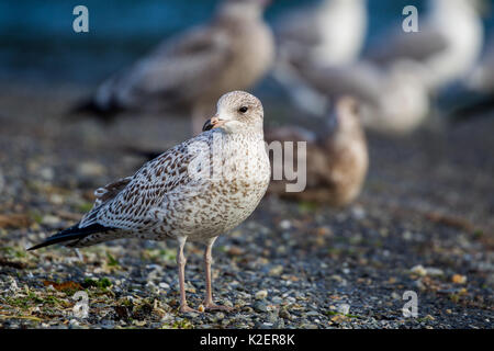 Juvenile ring-billed Gull (Larus delawarensis) à la plage de Port Renfrew sur l'île de Vancouver, Colombie-Britannique, Canada. Banque D'Images