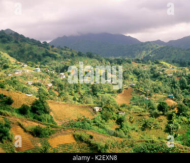 Terres agricoles de la vallée. Kingstown, Saint Vincent. West Indies. Banque D'Images