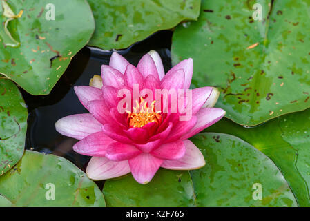 Nénuphar rose magnifique entourée de feuilles vertes sur un étang. Banque D'Images