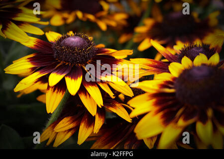 Lumineux, belle floraison de marguerites gloriosa Rudbeckia la fin de l'été à l'automne, égayer un jardin avec leur brillant bicolor jaune et pétales d'un rouge profond. Banque D'Images