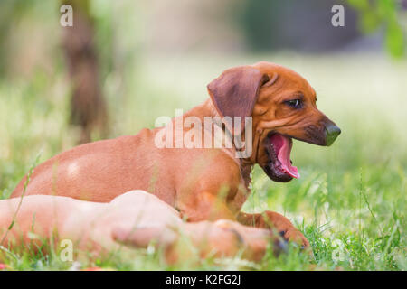 Deux mignon chiots Rhodesian Ridgeback romping sont à l'extérieur Banque D'Images