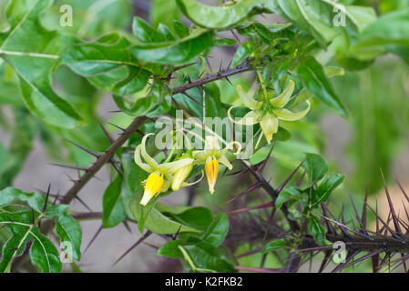 La malveillance (Solanum atropurpureum) Banque D'Images