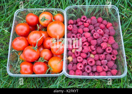 Les tomates (Lycopersicon esculentum) et du framboisier (Rubus idaeus) Banque D'Images