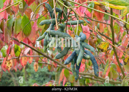 Blue fruit saucisse (Decaisnea fargesii) Banque D'Images