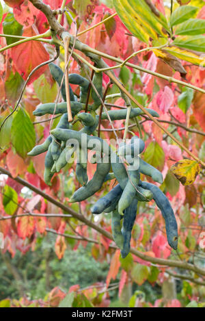 Blue fruit saucisse (Decaisnea fargesii) Banque D'Images