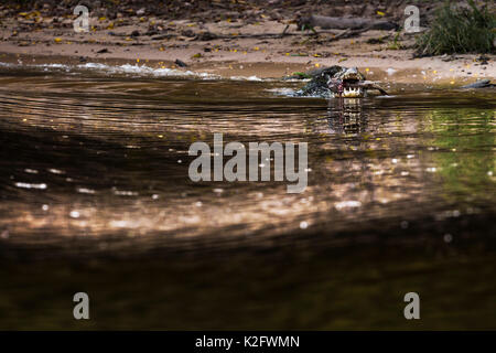 À partir de rio cuiaba river, cuibà où croisières safari jaguar prendre place, avec un énorme poisson dans sa bouche. Rio cuiabà, Mato Grosso do Sul, Pantanal, BRASI Banque D'Images