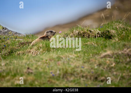 Marmotte de Baby Sitting on Meadow, Alpes, Italie Banque D'Images