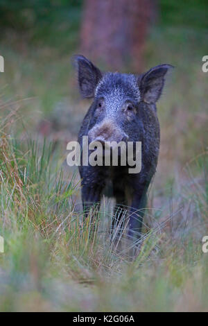 Le Sanglier dans la forêt de dea Banque D'Images