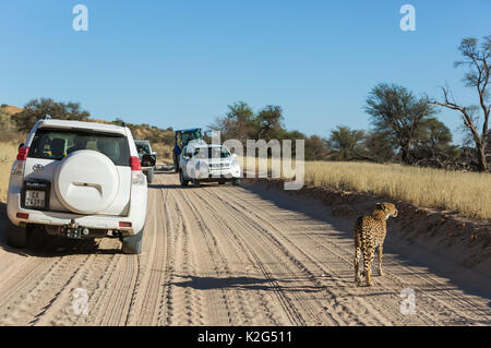 Le Guépard (Acinonyx jubatus) Femelle sur une route, entouré par des véhicules de tourisme. Désert du Kalahari, Kgalagadi Transfrontier Park, Afrique du Sud. Banque D'Images