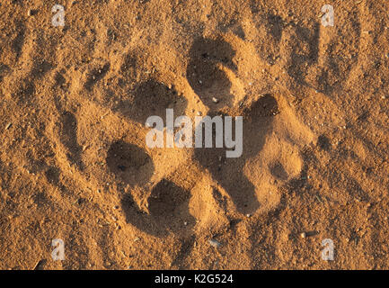 Lion (Panthera leo). Kalahari à crinière noire homme, empreintes de pas sur une route de terre Banque D'Images