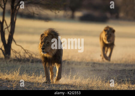 Lion (Panthera leo). Deux hommes du Kalahari à crinière noire, l'itinérance dans la rivière Auob à sec en début de matinée. Désert du Kalahari, Kgalagadi Transfrontier Park, Afrique du Sud. Banque D'Images