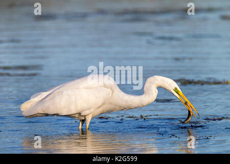 Aigrette commune (Ardea alba, alba Casmerodius) avec le brochet capturé ( Esox lucius) dans son bec Banque D'Images