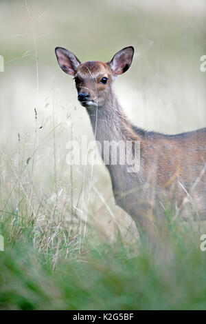 Le cerf sika (Cervus nippon) hind à attentivement le photographe Banque D'Images