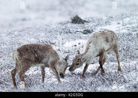 Le renne (Rangifer tarandus), deux veaux combats playfull à Snowdrift Banque D'Images
