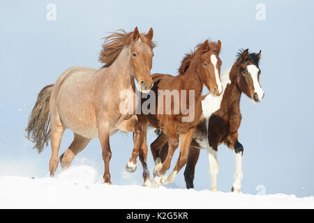 Mangalarga Marchador. Mare et deux poulains galopant sur un pâturage en hiver. Allemagne Banque D'Images