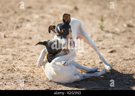 Ratonero Bodeguero Andaluz. Deux chiens adultes jouant dans le sable. Espagne Banque D'Images