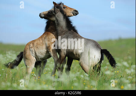 Poney Connemara. Paire de poulains jouant sur un pré. Allemagne Banque D'Images