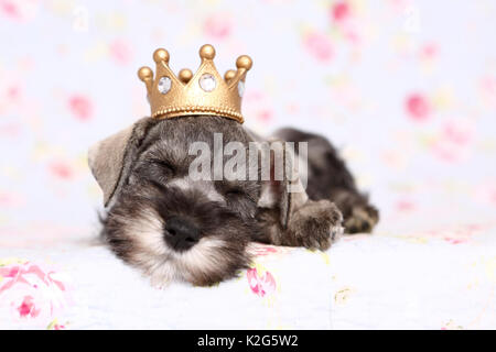 Schnauzer nain. Chiot dormir avec une couronne sur sa tête, sur une couverture avec impression de fleurs. Allemagne Banque D'Images