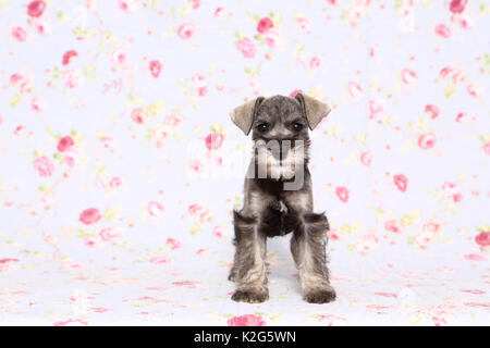 Schnauzer nain. Chiot debout, vu dans un contexte avec des fleurs imprimées. Allemagne Banque D'Images