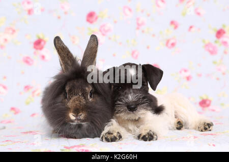Parti-Schnauzer nain couleur couché à côté de Lionhead rabbit, vu dans un contexte avec des fleurs imprimées. Allemagne Banque D'Images