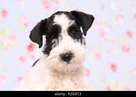 Parti-Schnauzer nain de couleur. Portrait d'un chiot, vu dans un contexte avec des fleurs imprimées. Allemagne Banque D'Images